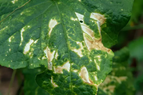A leaf with a scorched edge