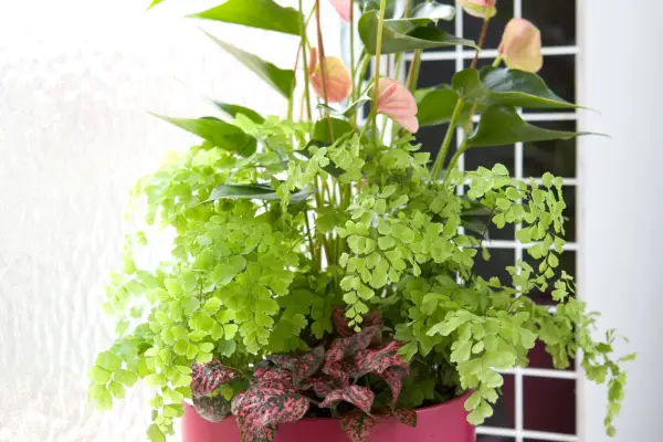Plants in a bathroom