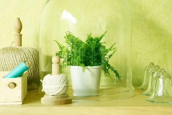 A fern in a terrarium