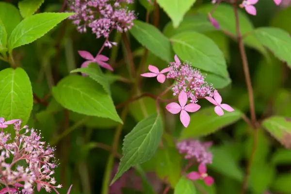 Hydragea serrot 'ment day'