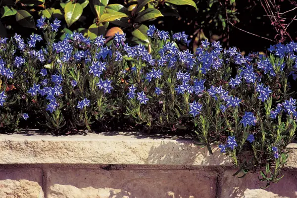 Lithodora diffusa 'estrela'