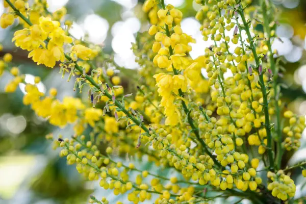 マホニアXメディア