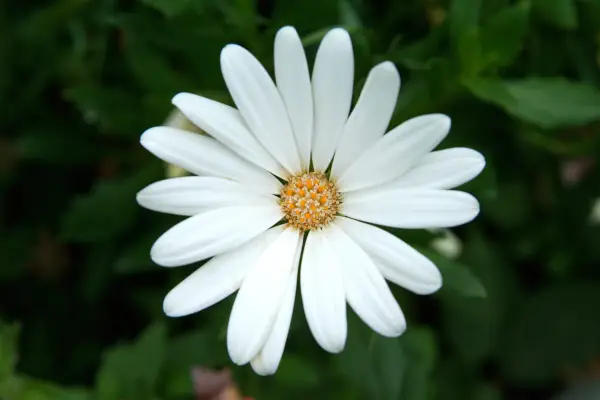 Osteospermum ecklonis