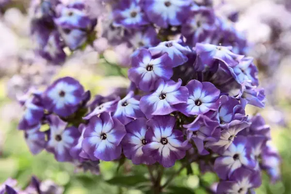 Phlox paniculata 'eclairer'
