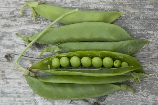 Pisum sativum 'מוקדם הלאה'