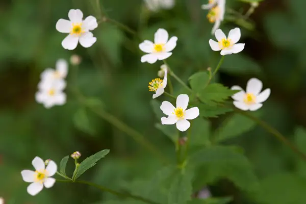 Ranunculus aconitifolius