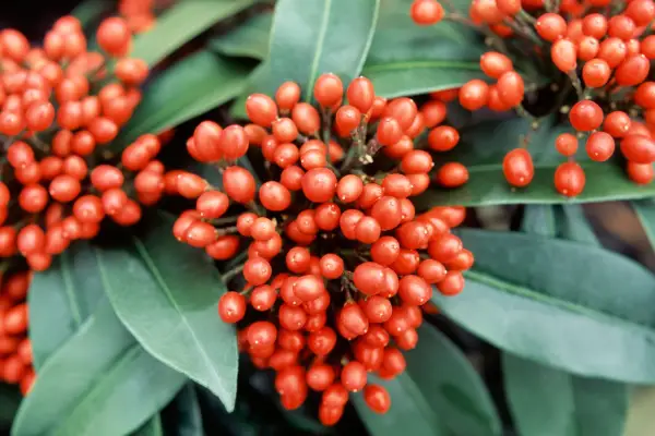 Skimmia japonica subsp. Reevesiana