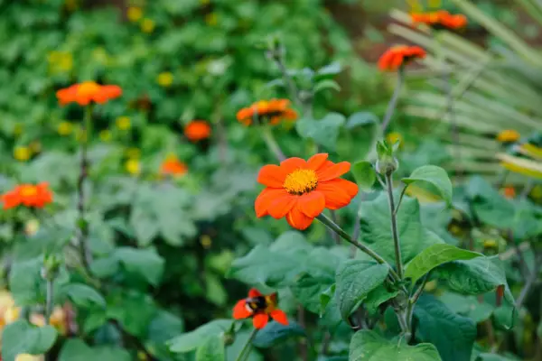 Tithonia rotundifolia