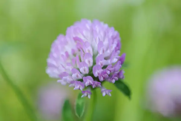 Trifolium Talk