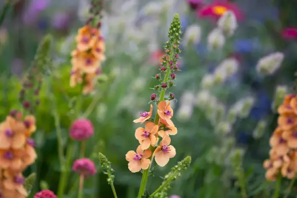 Verbascum 'קלמנטיין'