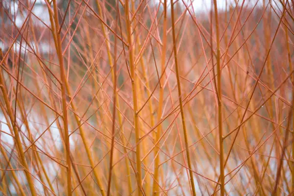 Salix alba var vitellina 