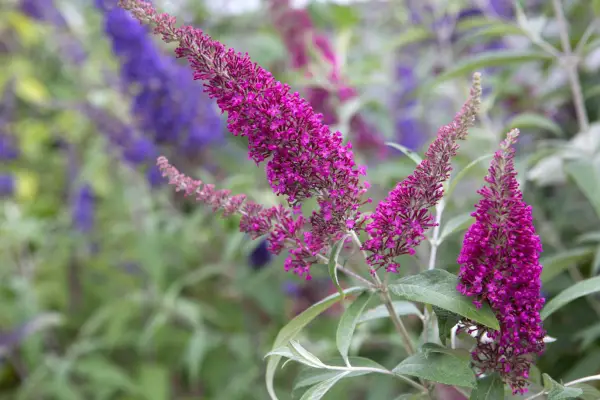 Buddleja davidii 