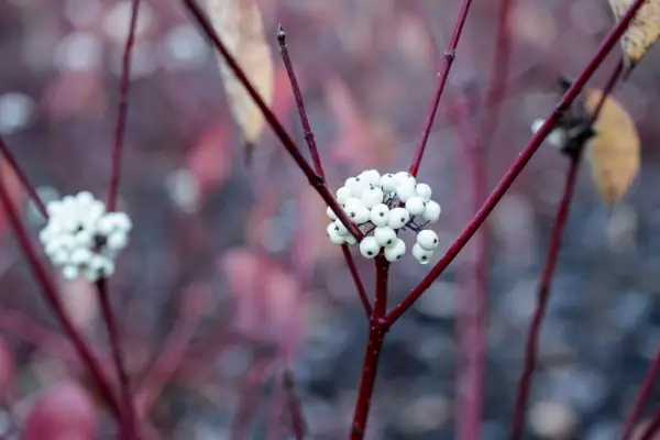 Cornus alba