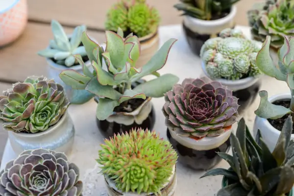 10 minste husplanter for bittesmå rom