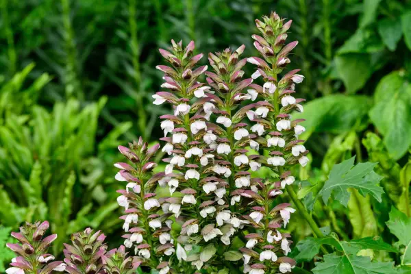 Acanthus soft