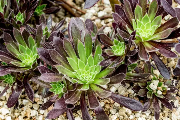 Aeonium 'Logan Rock'