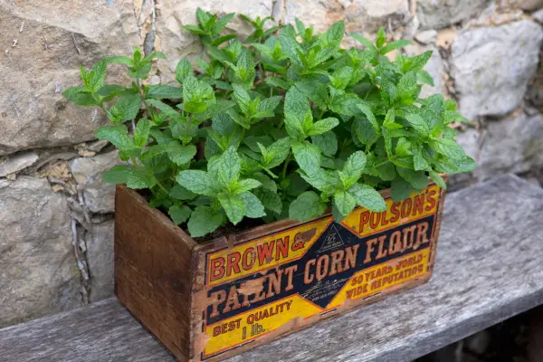 Mint window box