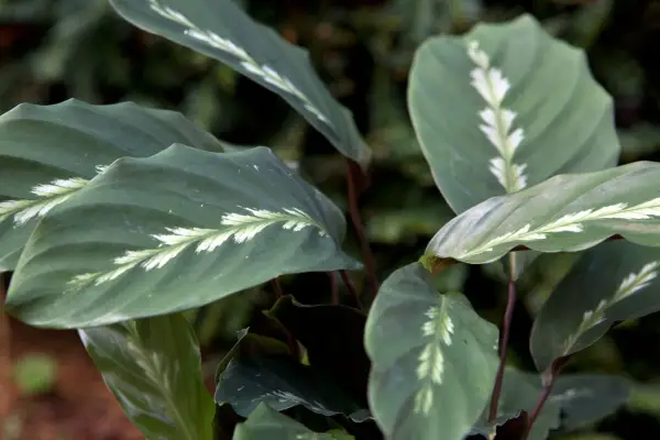 Calathea foliage