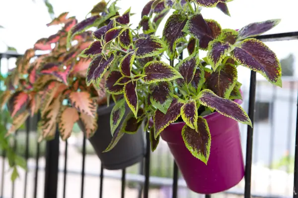 Coleus growing on a balcony
