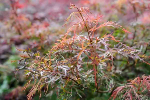 Acer palmatum 