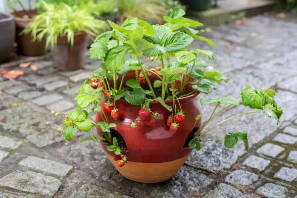 Strawberry container