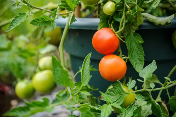Tomatoes growing in a container