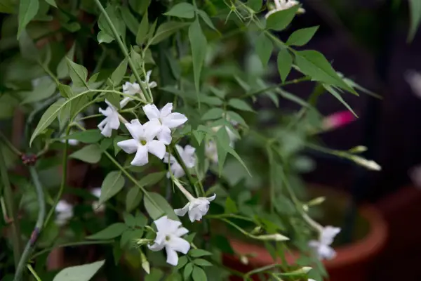 Jasmine in flower