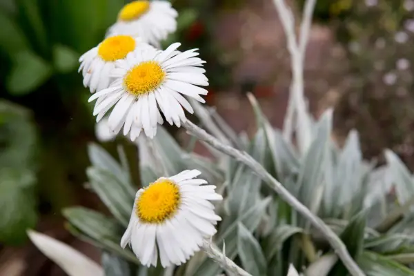 Celmisia semicordata