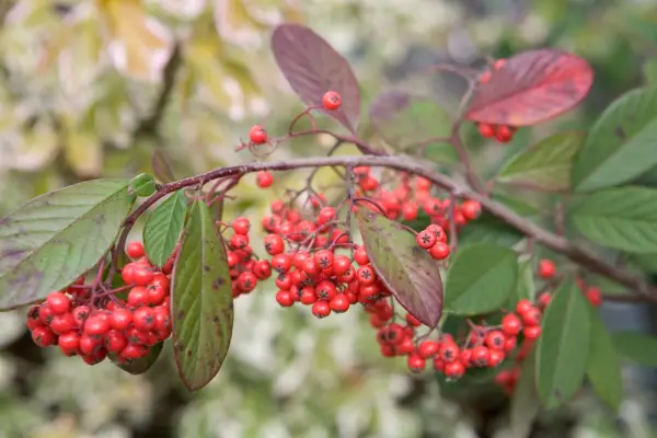 Cotoneaster Cold 'Cornwall'