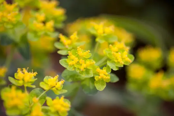 Euphorbia epithymoides