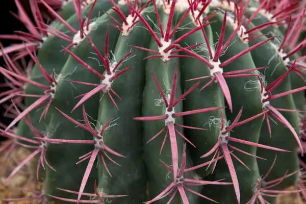 Ferocactus latispinus
