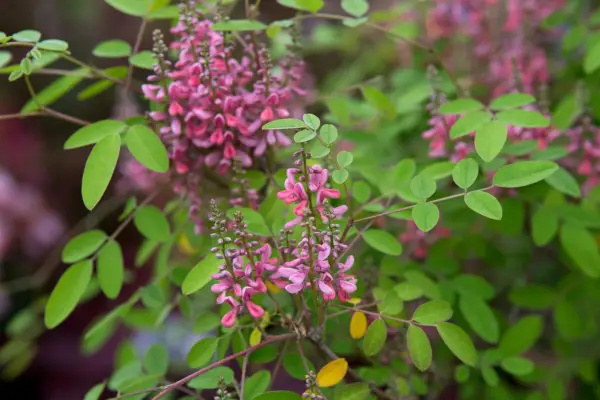 Amblyantha indigofera