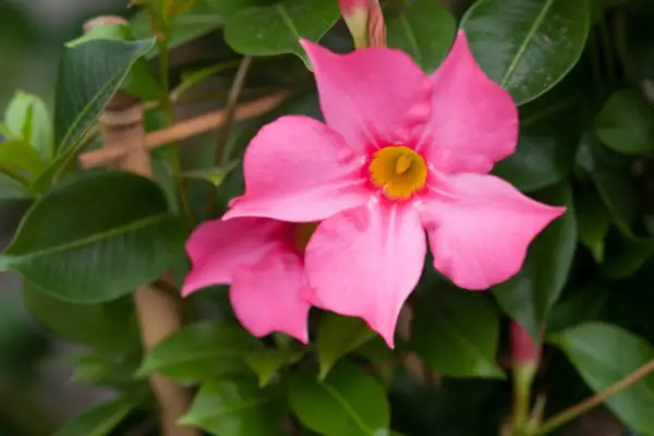 Mandevilla „Fuchsia flammé”