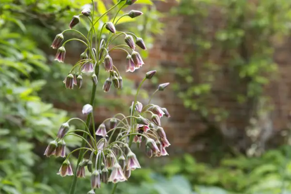 Nectaroscordum sicilian