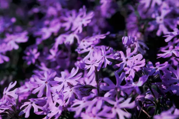 Phlox Bifida 'Ralph Haywood'