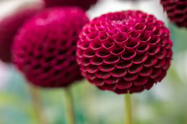 Pompon a míč dahlias růst