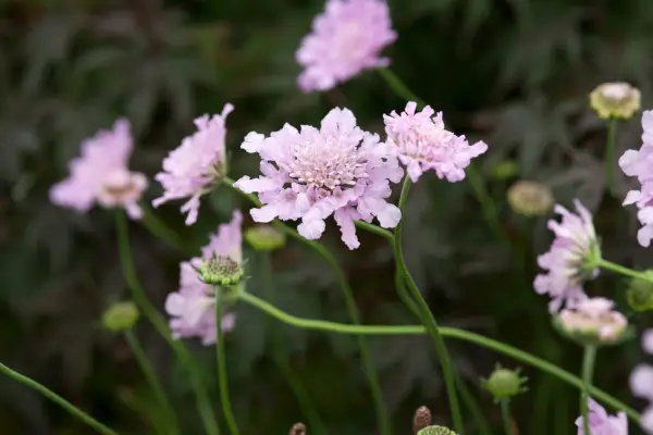 Scabiosa Columbaria