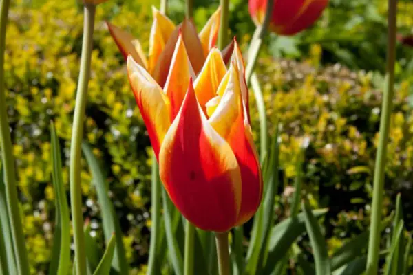 A venit „aladdin”