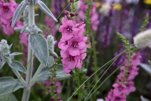 Verbascum (Cotswold Group) 'Pink Domino'