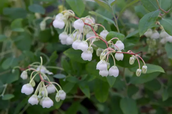 Zenobia Dusty 'Blue Sky'