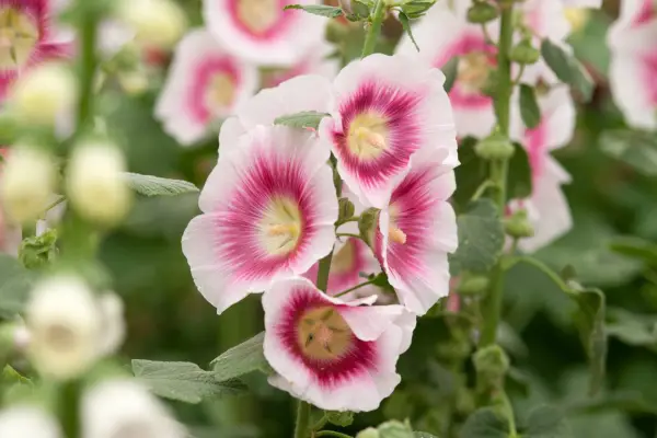 Hollyhock, Alcea rosea 