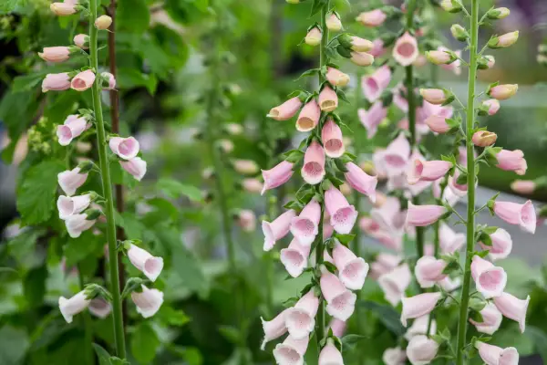 Digitalis purpurea 