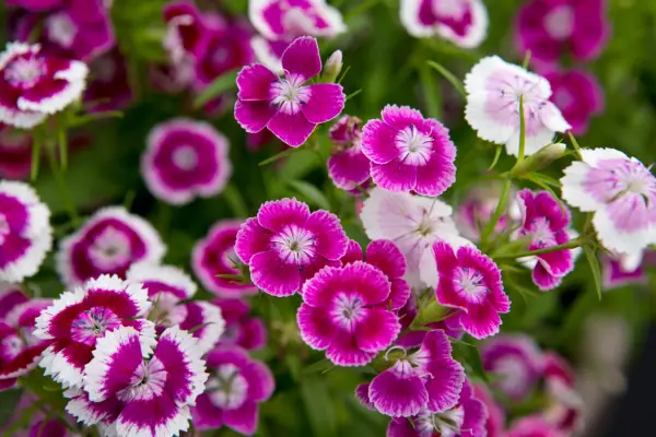 Dianthus barbatus 