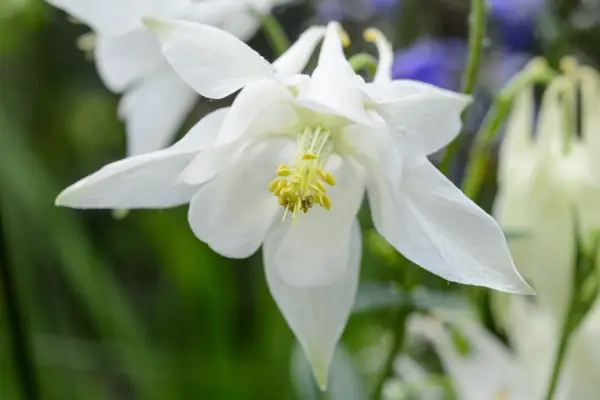 White aquilegia in flower