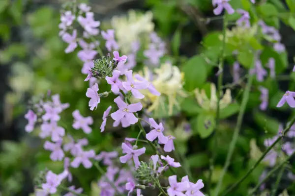 Hesperis matronalis (Sweet Rocket)