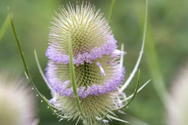 Teasel (Dipsacus fullonum) in flower