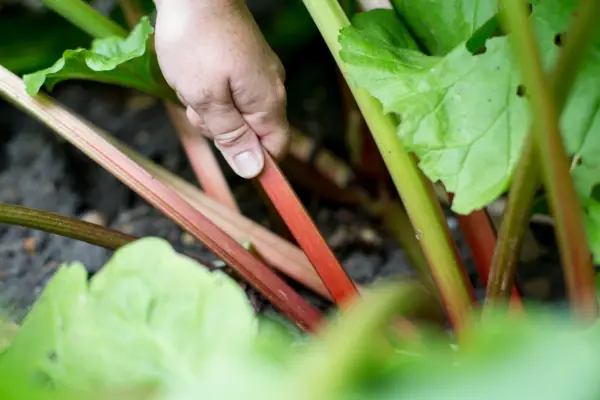 10 de los mejores cultivos de frutas para la sombra