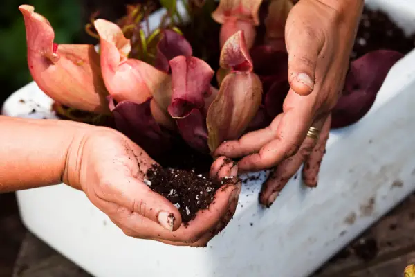 Adding compost around carnivorous plants