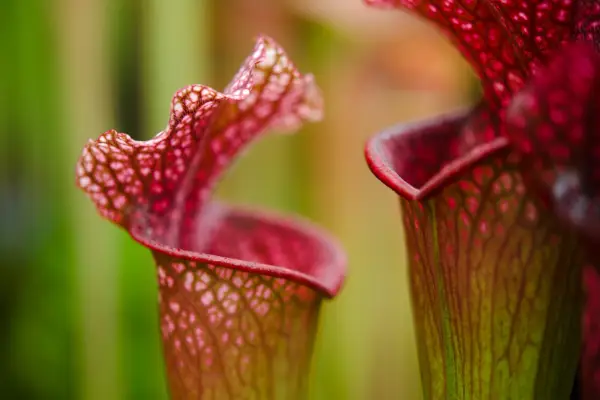 Sarracenia pitcher plant