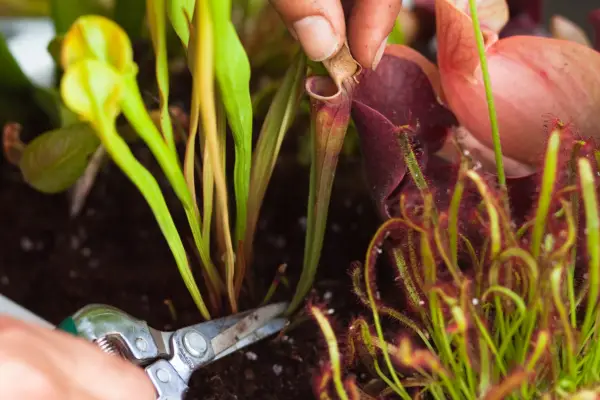 Deadheading a carnivorous plant
